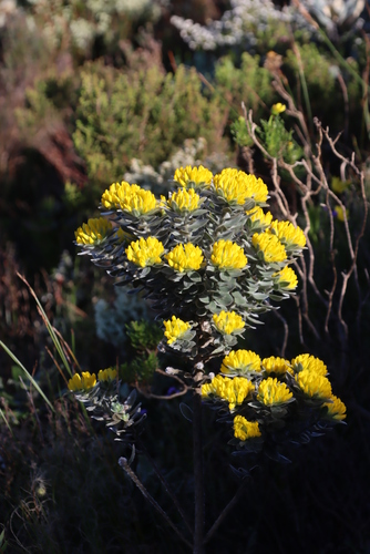 Image of Xiphotheca fruticosa by (c) Tony Rebelo, some rights reserved (CC BY-SA)