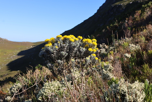 Image of Xiphotheca fruticosa by (c) Tony Rebelo, some rights reserved (CC BY-SA)