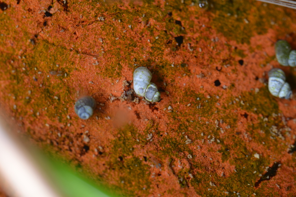 Bythinella utriculus