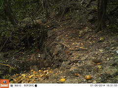 Leptotila plumbeiceps