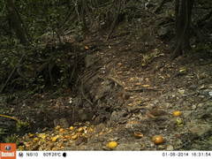 Leptotila plumbeiceps