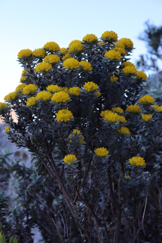 Image of Xiphotheca fruticosa by (c) Tony Rebelo, some rights reserved (CC BY-SA)