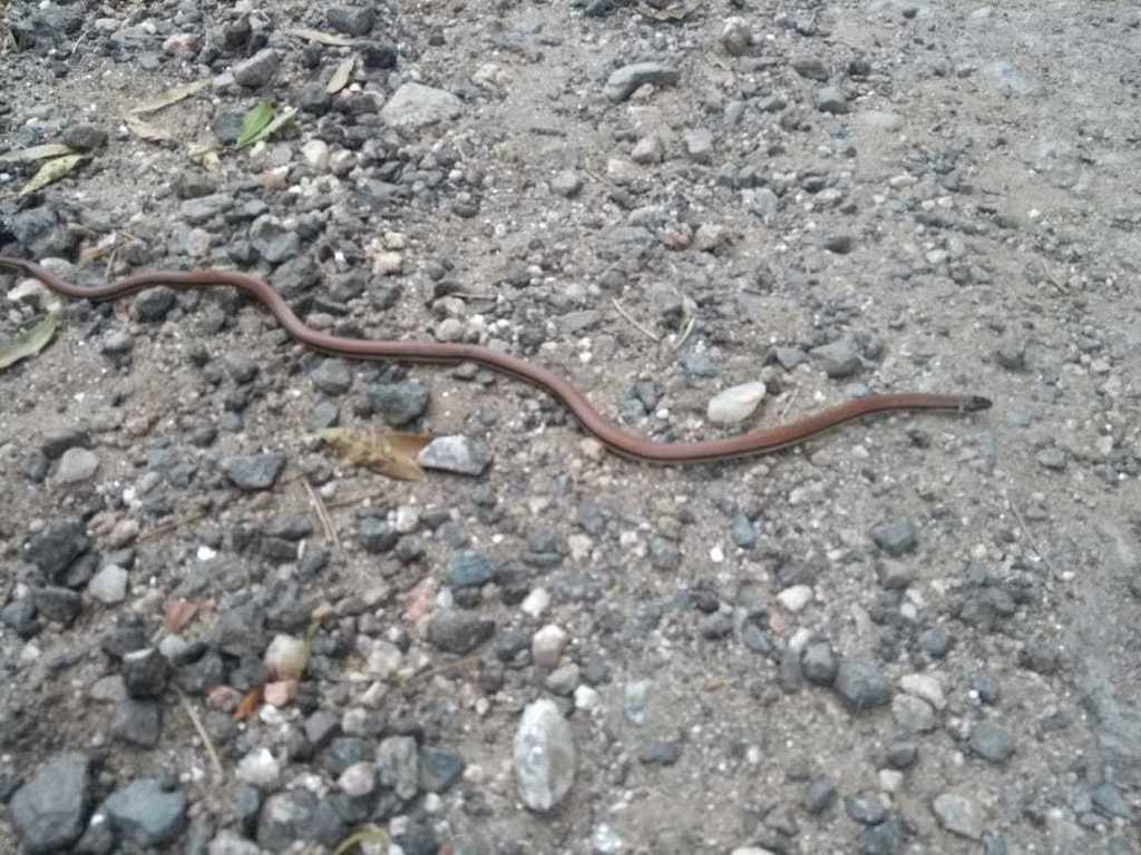 Dumeril's Diadem Snake