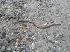 Phalotris lemniscatus