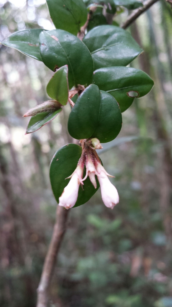 Gaertnera madagascariensis
