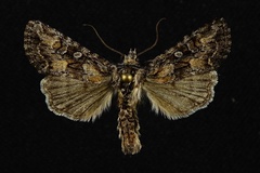 Aseptis characta