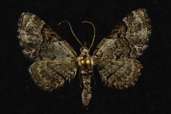Eupithecia edna