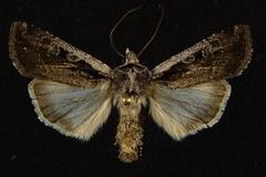 Euxoa idahoensis