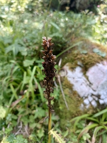 Image of Pedicularis recutita by (c) Vladimír Fuka, some rights reserved (CC BY)