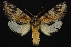 Notodonta ochreata