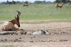 Phacochoerus africanus