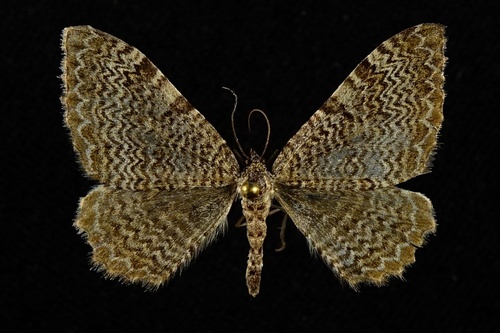 Photograph of Scallop Shell Moths