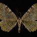 Scallop Shell Moths - Photo (c) paul_dennehy, some rights reserved (CC BY-NC), uploaded by paul_dennehy