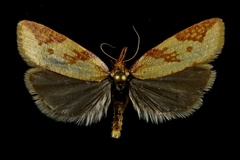 Sparganothis vocaridorsana
