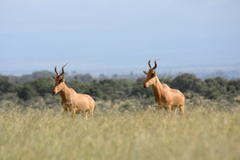 Alcelaphus buselaphus lelwel