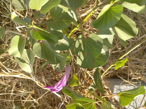 Image of Ipomoea asarifolia by (c) Breno Figueiredo, some rights reserved (CC BY)