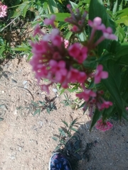 Arachnothryx leucophylla