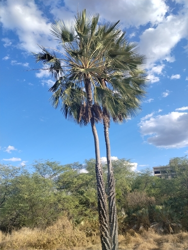 Image of Carnauba Wax Palm (Copernicia prunifera) by (c) Breno Figueiredo, some rights reserved (CC BY)
