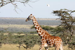 Giraffa camelopardalis reticulata