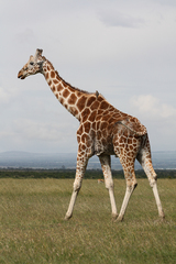 Giraffa camelopardalis reticulata