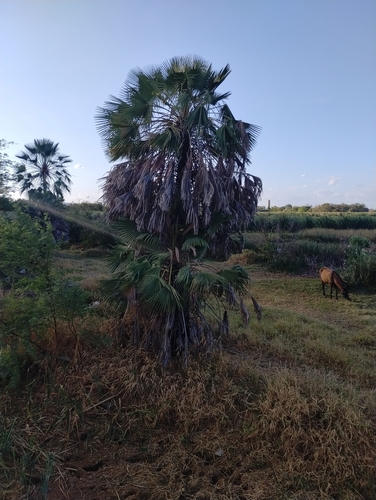 Image of Carnauba Wax Palm (Copernicia prunifera) by (c) Breno Figueiredo, some rights reserved (CC BY)