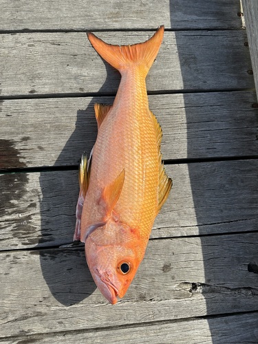 Randall's snapper (Randallichthys filamentosus) — Lutjanidae