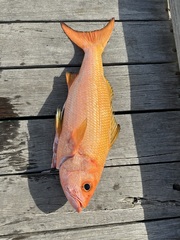 Randall's Snapper photo 2