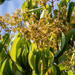 Miconia cinnamomifolia - Photo (c) Gabriel Bonfa,  זכויות יוצרים חלקיות (CC BY-NC), הועלה על ידי Gabriel Bonfa
