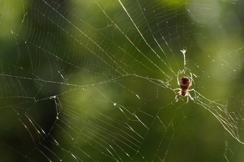 White Micrathena photo 4