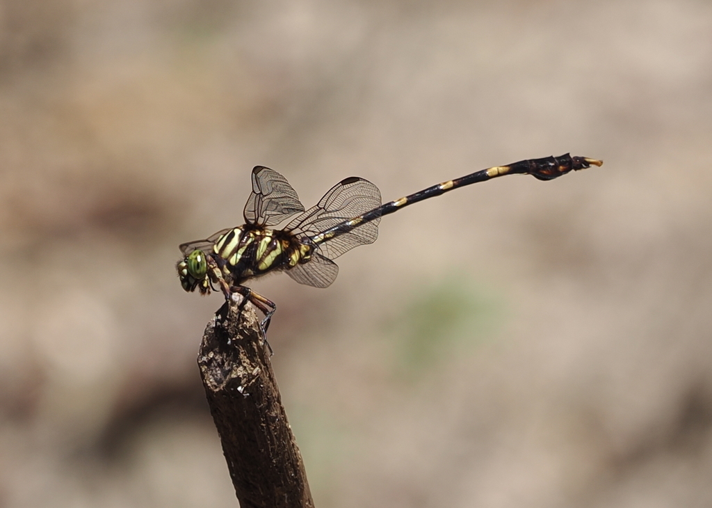 Leaftails