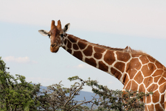 Giraffa camelopardalis reticulata