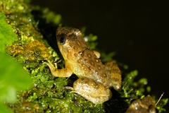 Krefft's Puddle Frog photo 2