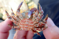 Eurynolambrus australis