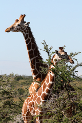 Giraffa camelopardalis reticulata