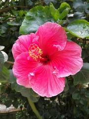 Hibiscus rosa-sinensis