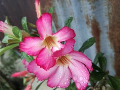 Adenium obesum