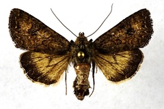 Anarta oregonica