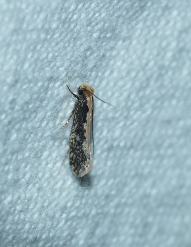 Monopis crocicapitella