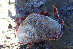 Eurynolambrus australis