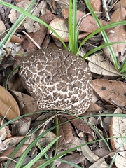 Strobilomyces strobilaceus image