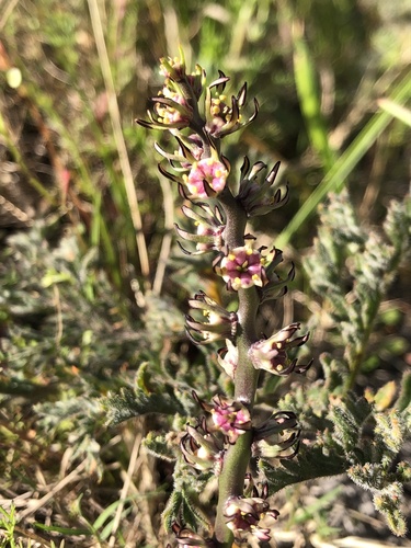 Wurmbea monopetala (Wurmbea monopetala)