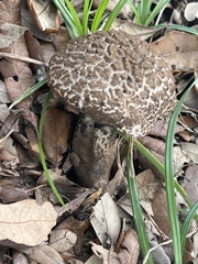 Strobilomyces strobilaceus image