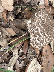 Strobilomyces strobilaceus image