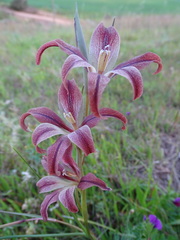 Cape Gladiolus (Gladiolus tristis)
