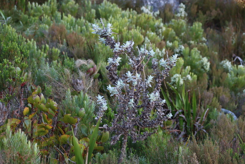 Image of Helichrysum fruticans by (c) Tony Rebelo, some rights reserved (CC BY-SA)