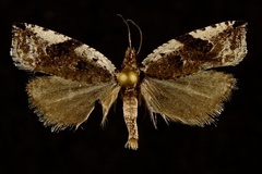 Ancylis mediofasciana