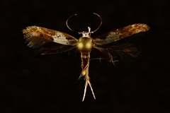 Mompha circumscriptella