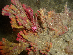 Okenia atkinsonorum