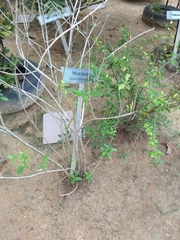 Orthosiphon aristatus aristatus