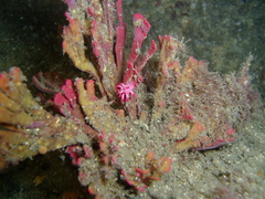 Okenia atkinsonorum